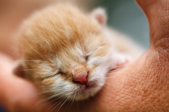 Conseils pour nourrir un chaton au biberon a la maison